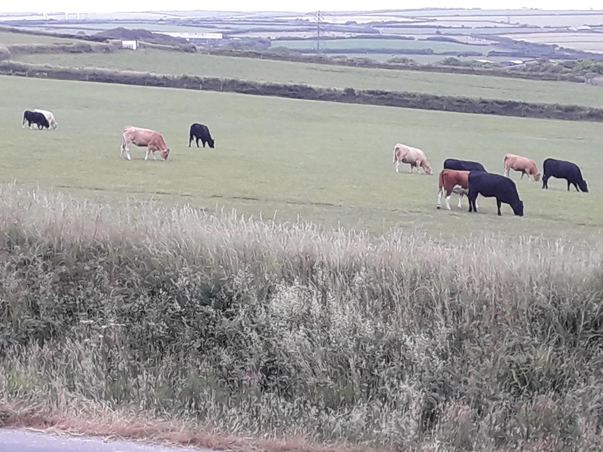 Melorne Farm Bed and Breakfast Camelford Buitenkant foto